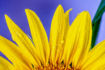 Fototapeta premium Dewdrop Sunflower