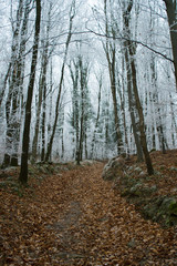 Fototapeta premium Winter forest rime