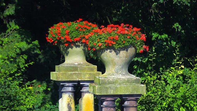 Flowers in the historic spa park Bad Pyrmont 