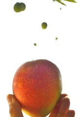 Isolated mango held in hand