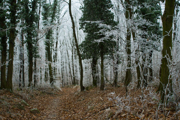 Winter forest rime