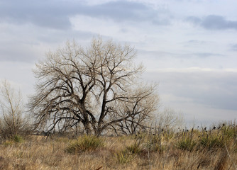 Naked branches of a tree in the neighborhood park