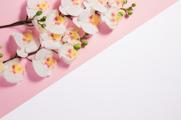 Flowers on a white background.