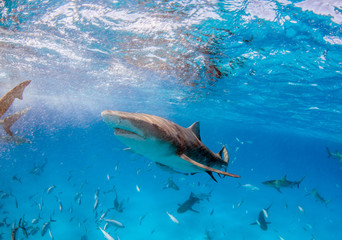 Lemon shark at the Bahamas