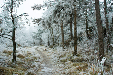 Winter forest rime