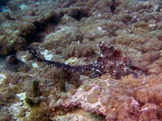 Fototapeta na wymiar Octopus mating in the Maldives
