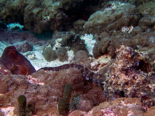 Octopus mating in the Maldives