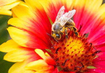 Biene mit Blütenstaub auf einer Blume