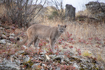 Female Mountain Lion
