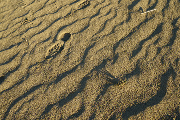Sandy World - Maspalomas Dunes (Gran Canaria island)