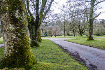 Fototapeta na wymiar cloudy spring day in the countryside; narrow rural path, along the sides there are large, thick trees; Meadow and houses are far away