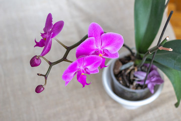 Branch of pink orchid phalaenopsis with blooming flowers and buds, top view