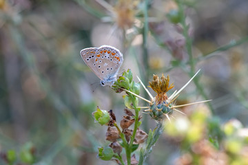 Lycaenidae / Çokgözlü Mavi / / Polyommatus icarus