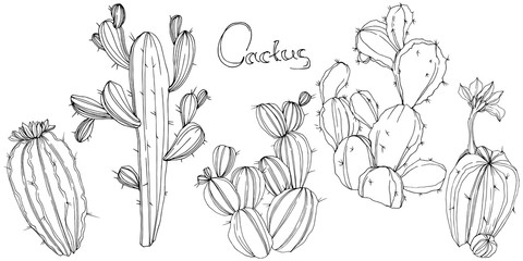 Vector Cactus. Floral botanical flower. Black and white engraved ink art. Isolated cacti illustration element. © yanushkov