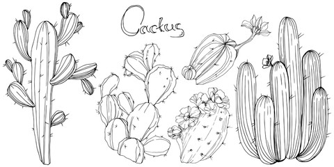 Vector Cactus. Floral botanical flower. Black and white engraved ink art. Isolated cacti illustration element. © yanushkov