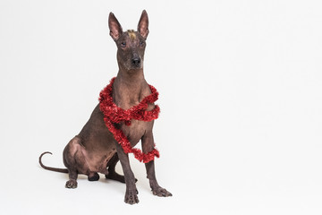 mexican hairless dog xoloitzcuintli dressed with red Christmas tinsel. isolated on gray background