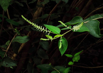 American Pokeweed