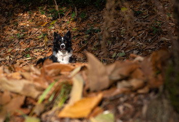 A Wonderful border collie puppy plays happily and amused in the autumn leaves.