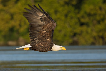 Adult Bald Eagle Flying over Water