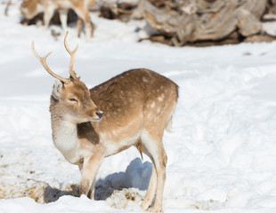 Roe deer grazing in a winter forest