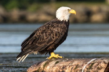 Perched Adult Bald Eagle on stump in water