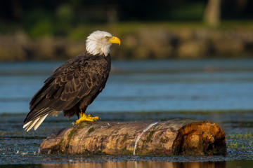 Perched Adult Bald Eagle on stump in water
