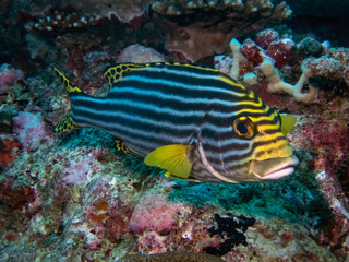 Oriental Sweetlips (Plectorhinchus vittatus) in the Indian Ocean