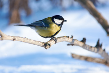 Great tit sits on a dry branch with sunflower seeds in its paws.