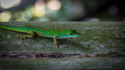 Green Gecko Val de Mai