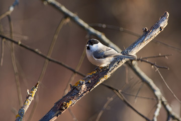 Willow tit sits on a branch with a feather in its beak (in the rays of the rising sun in a forest park in late autumn).