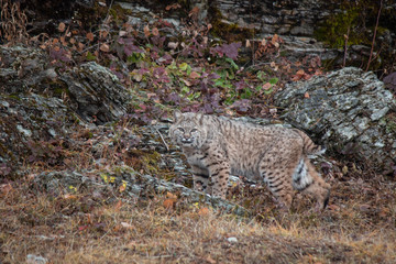 Siberian Lynx Kitten