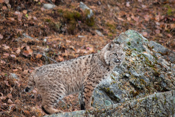 Naklejka na ściany i meble Siberian Lynx Kitten