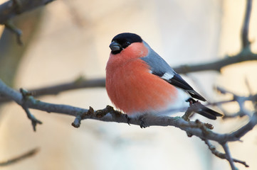 Eurasian bullfinch sits on a branch of a wild apple in a forest park on a cloudy day.