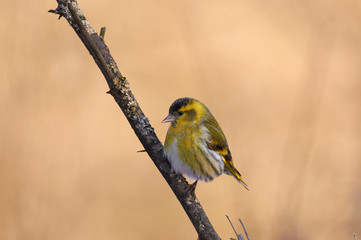 Siskin sits on a branch in a forest park on a clear morning.