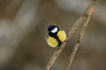 Great tit sits on a twig on a cloudy day in a forest park in winter.