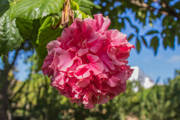 Hibiscus flower, China rose, Chinese hibiscus, shoe flower Hibiscus rosa sinensis in the garden