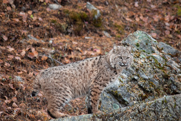 Naklejka na ściany i meble Siberian Lynx Kitten