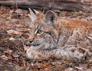 Obraz premium Siberian Lynx Kitten