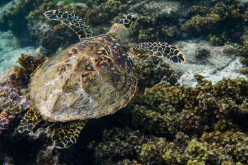 Sechellen Karett Schildkröte