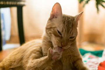 navidad felina bajo el árbol 3