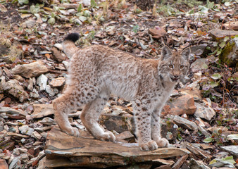 Siberian Lynx Kitten