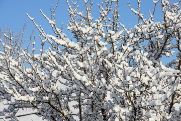 Many snow-covered twigs of apricot tree on blue sky background.