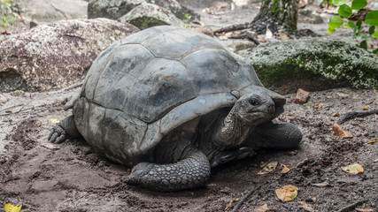 Seychellen Schildkröte