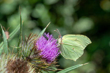 Pieridae / Orakkanat / / Gonepteryx rhamni