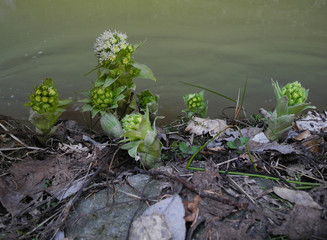 PESTWURZ . Petasites