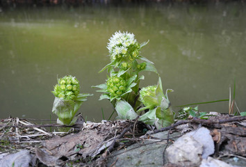 PESTWURZ . Petasites