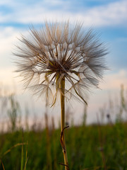 Naklejka premium Dandelion's anatomy 