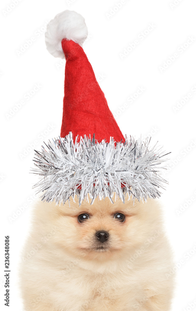 Poster Spitz puppy in Santa hat