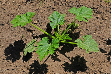 Estaminet, plant