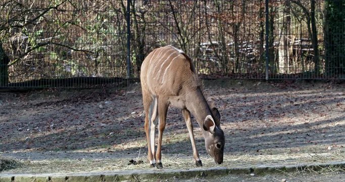 Kudu - Tragelaphus strepsiceros